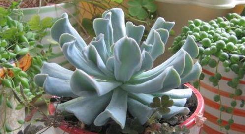 多肉饱饱爆料覃海洋视频,视频背后的故事与真相 第3张 多肉饱饱爆料覃海洋视频,视频背后的故事与真相 第3张